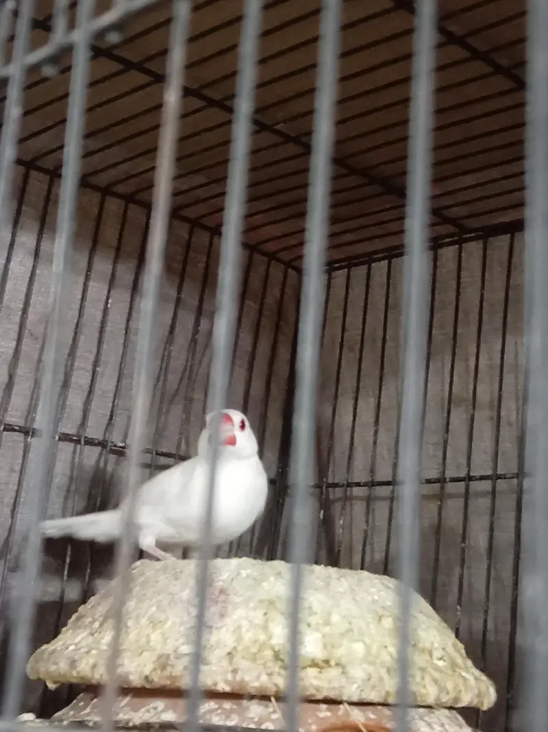 Albino Java Breeder female — photo 4