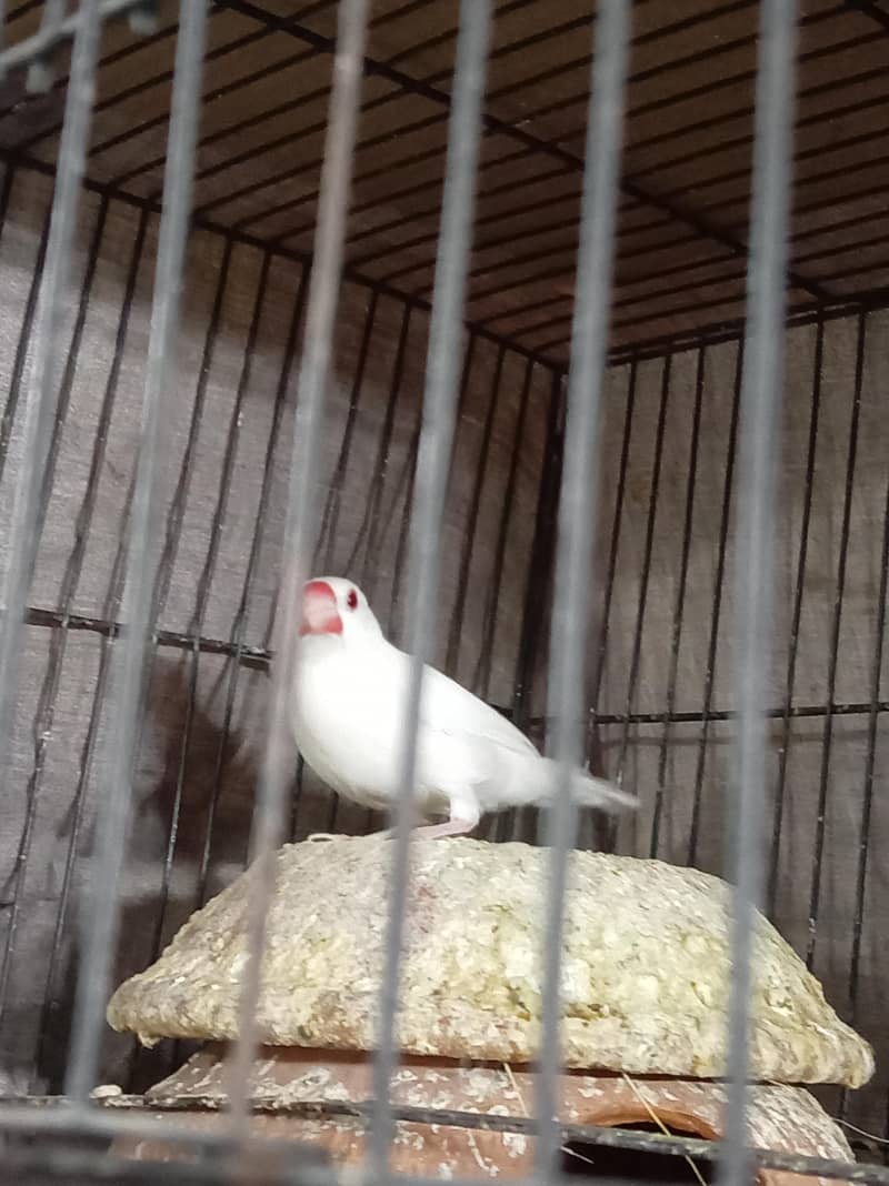 Albino Java Breeder female 4
