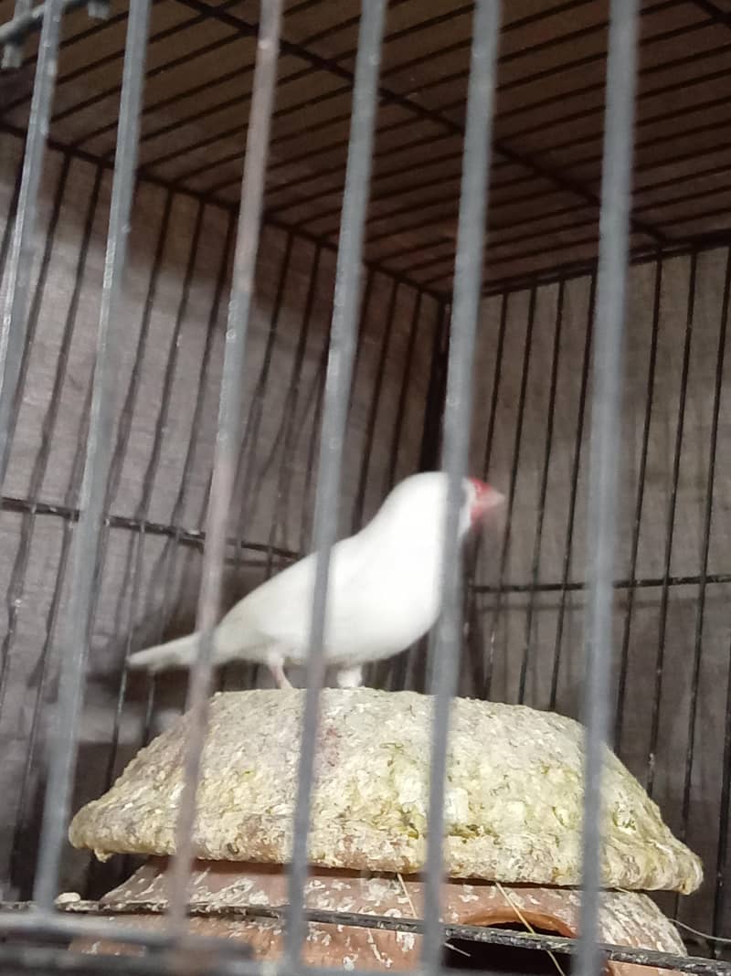 Albino Java Breeder female 5