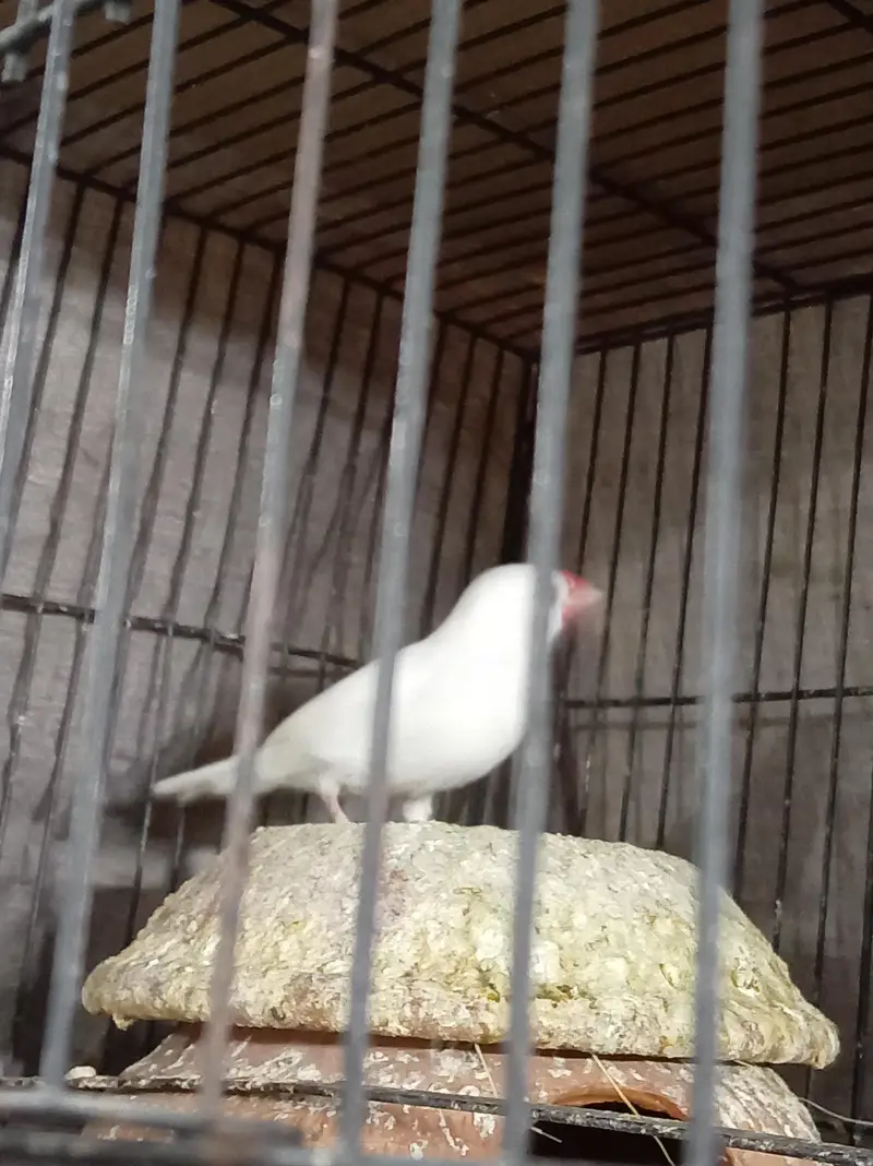 Albino Java Breeder female — photo 6