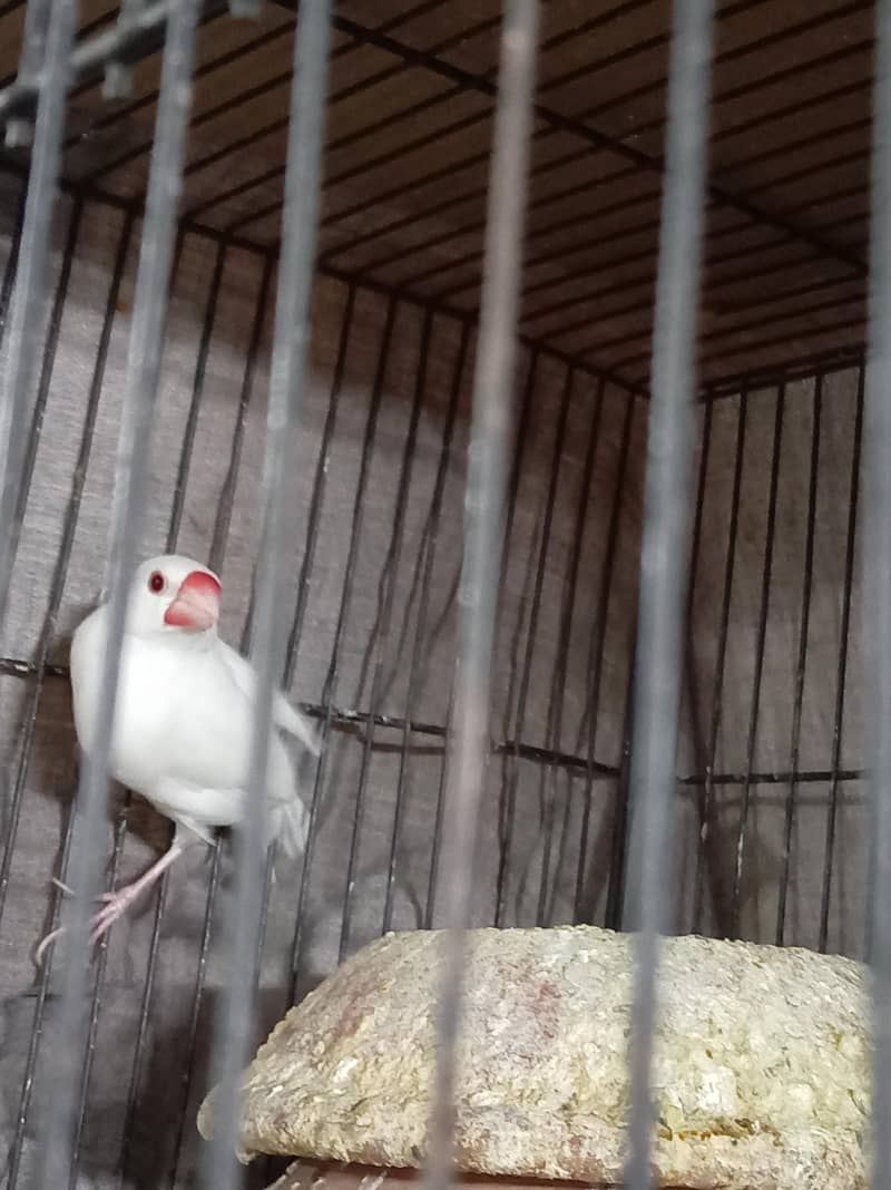 Albino Java Breeder female 6