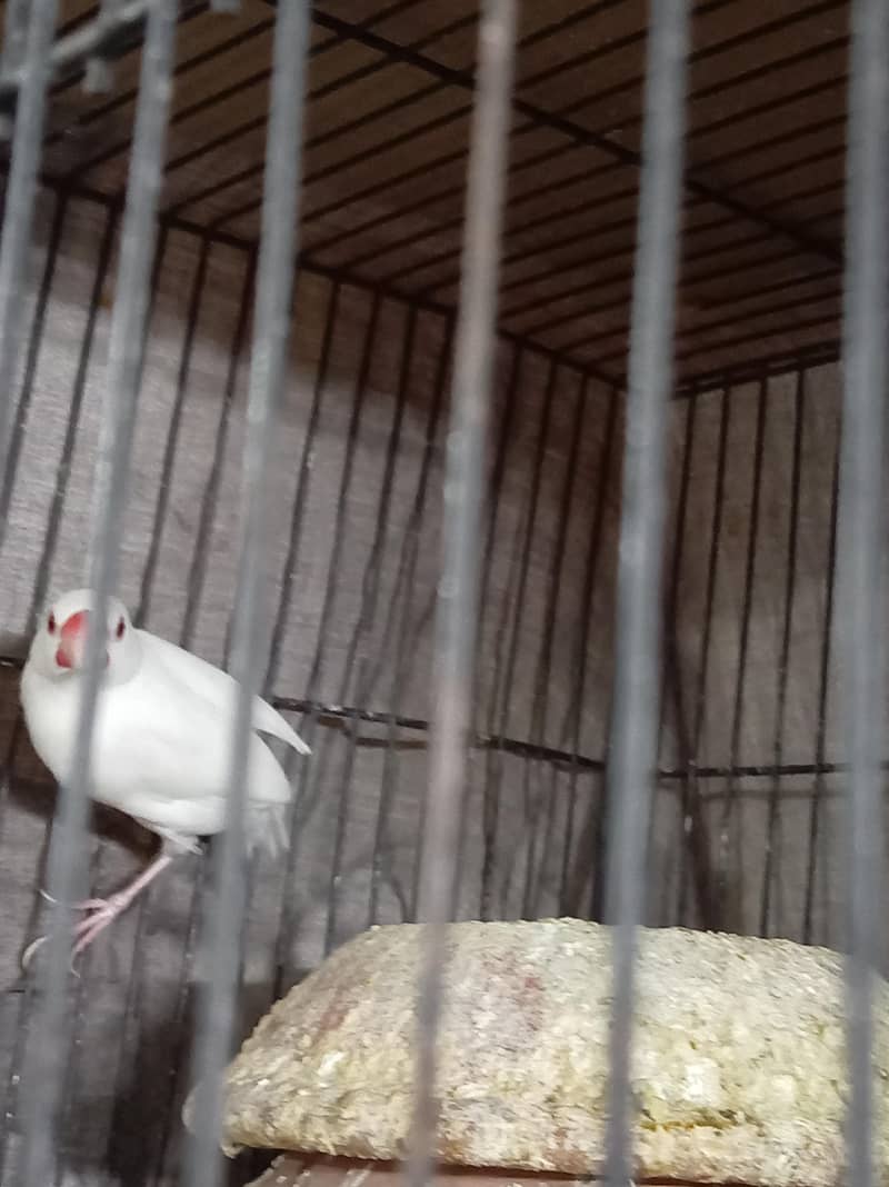 Albino Java Breeder female 7