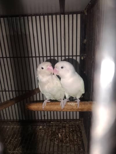 breeder pair for sale