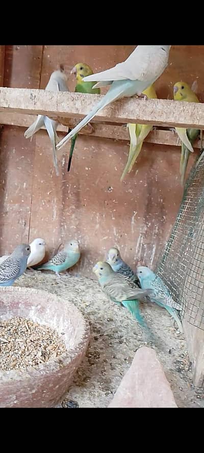 budgies pathay with cage