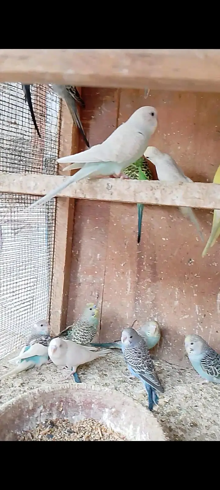 budgies pathay with cage — photo 2