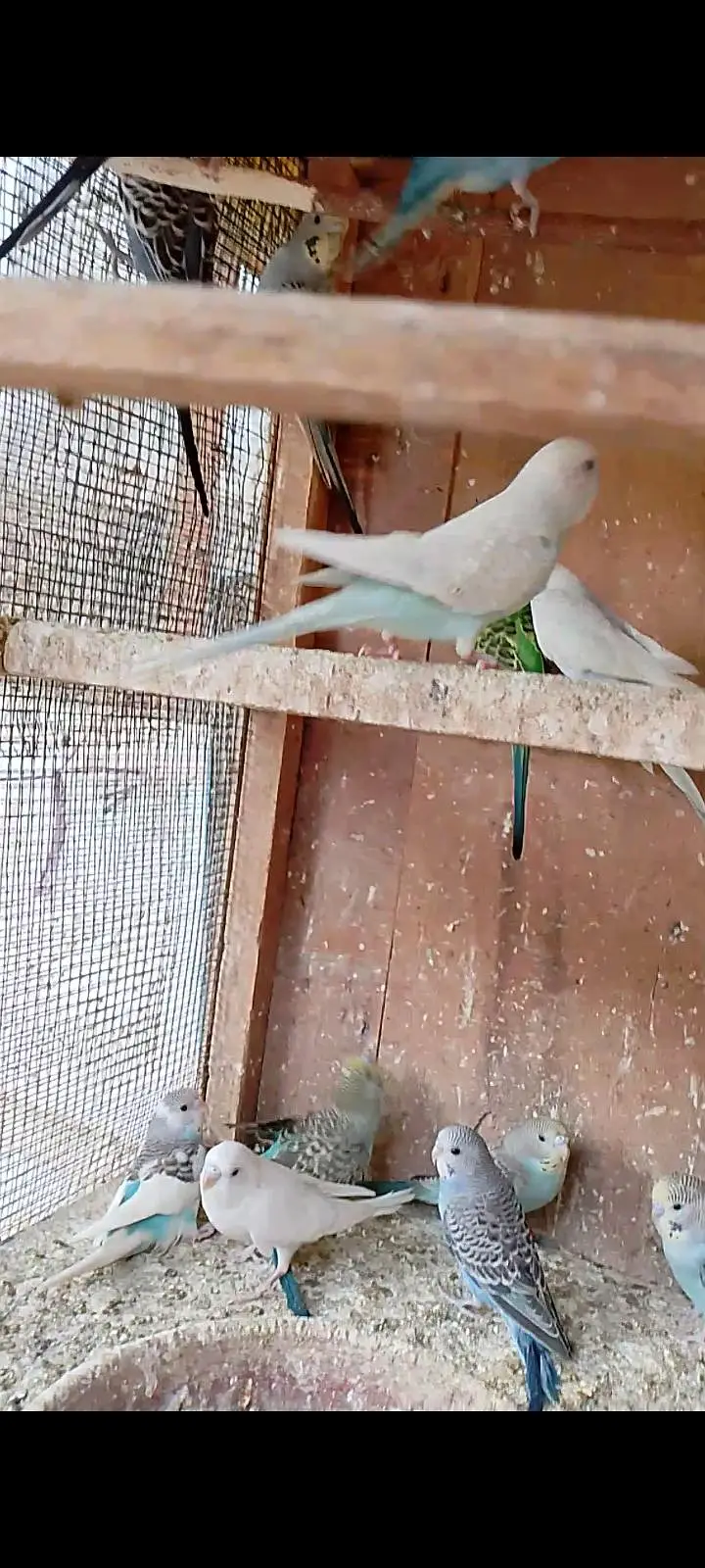 budgies pathay with cage — photo 3