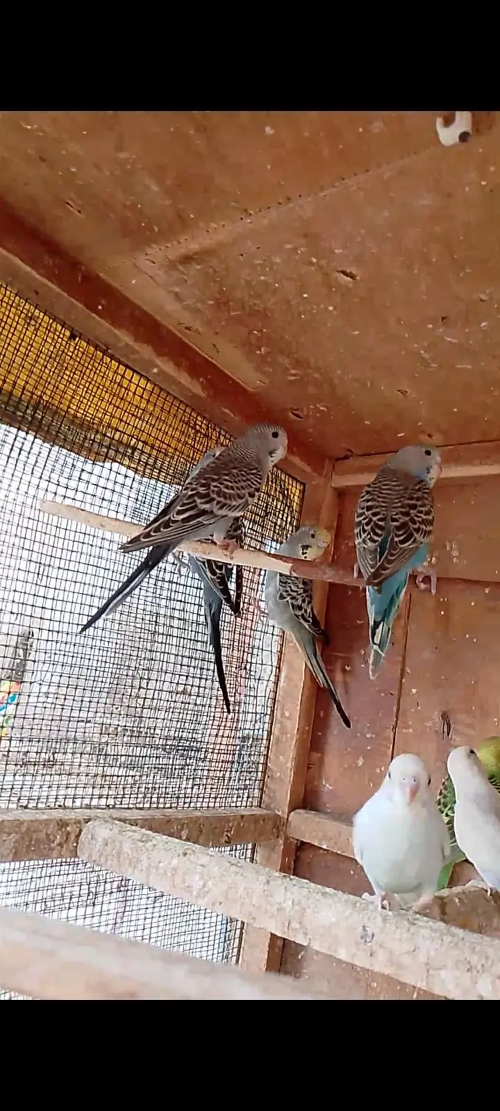budgies pathay with cage — photo 4