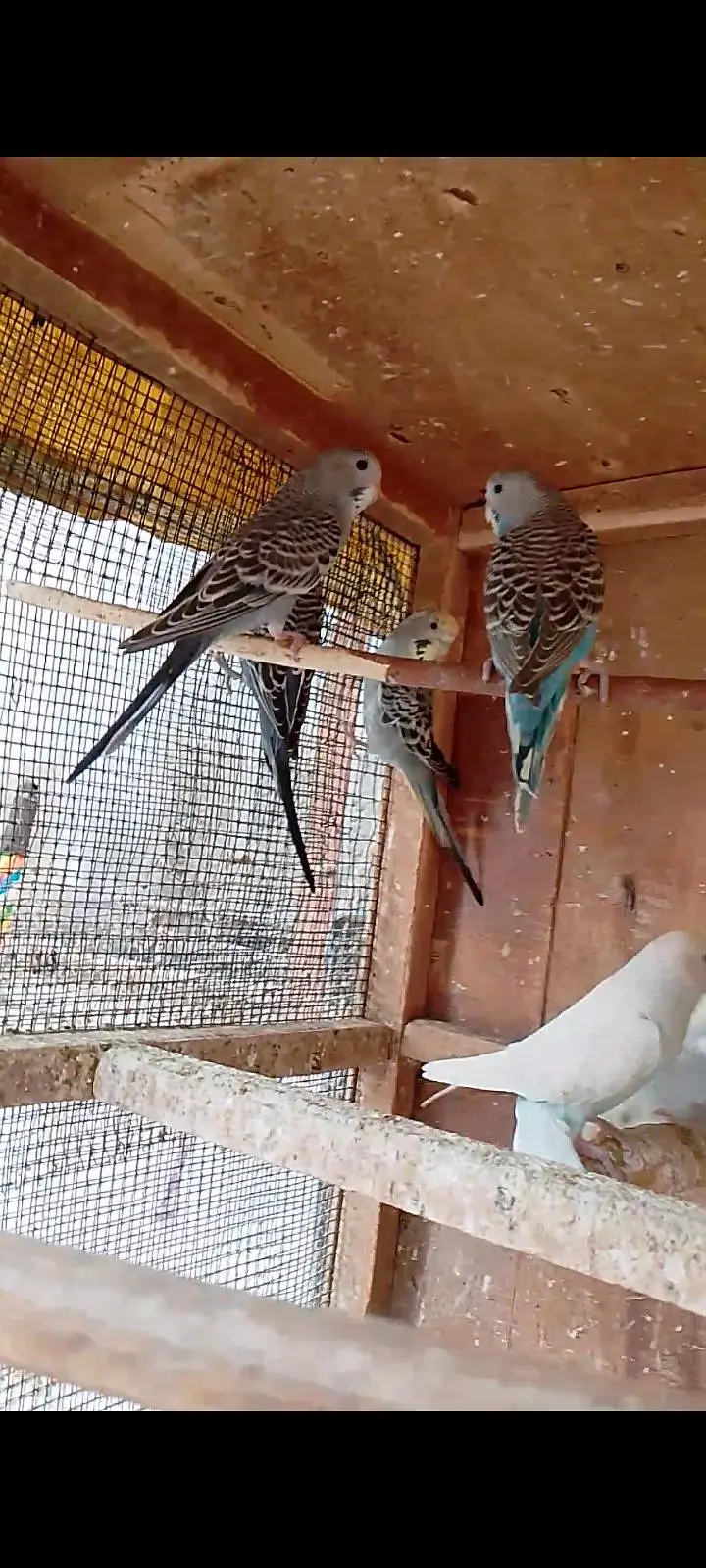 budgies pathay with cage — photo 5