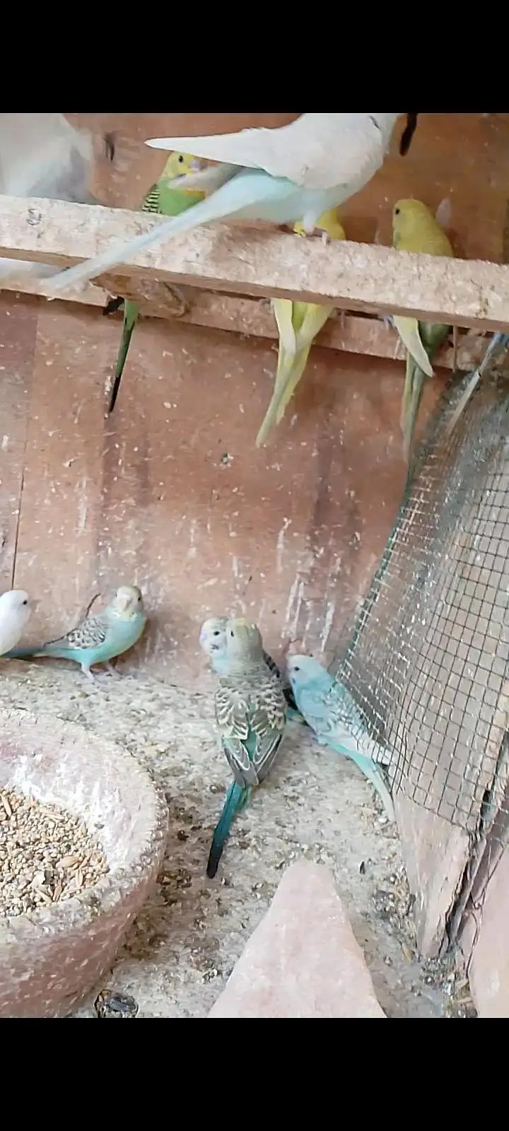 budgies pathay with cage — photo 6