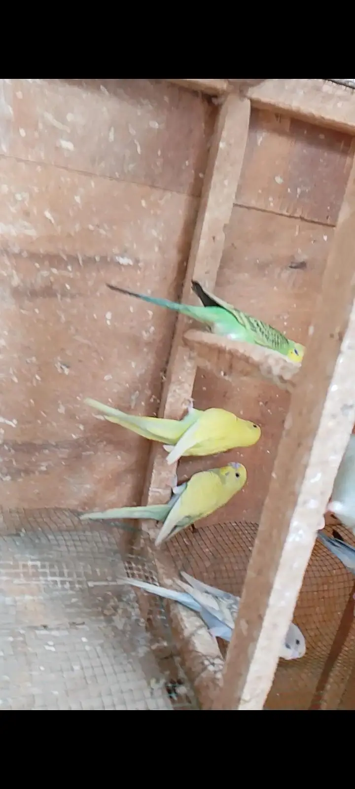budgies pathay with cage — photo 7