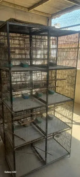 budgies pathay with cage — photo 8