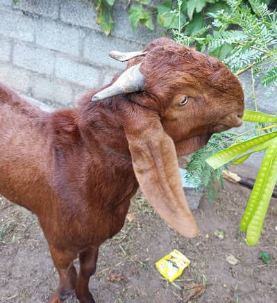 Bakra for sale (03709583557)