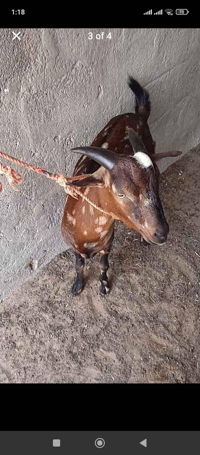 CAMMONDO PRINT TEEDY GOAT
