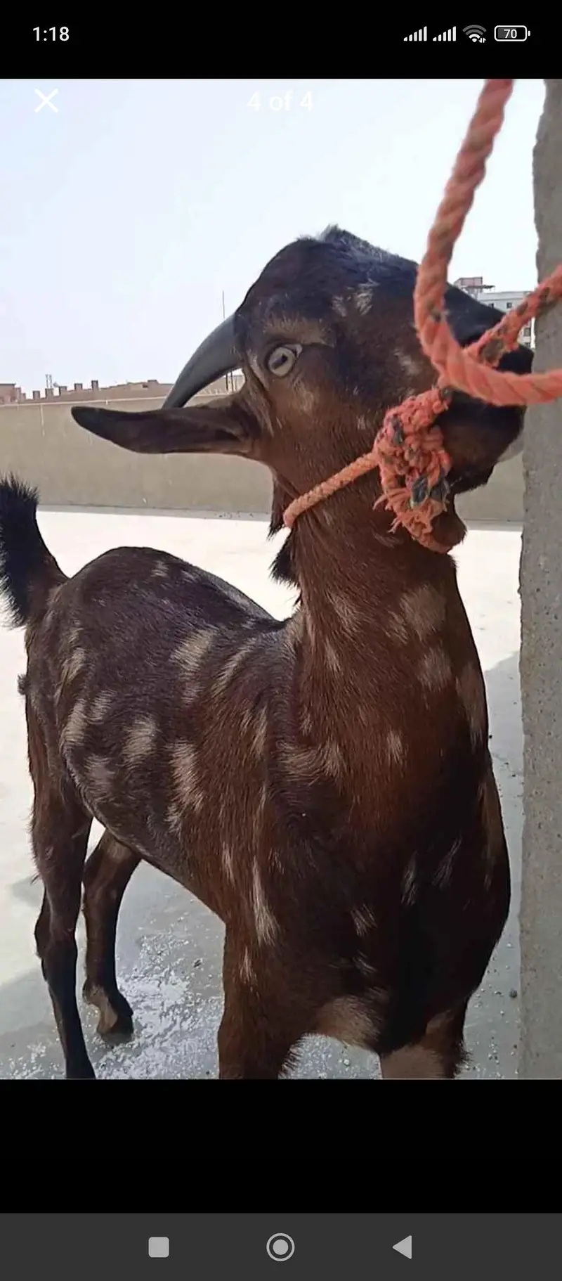 CAMMONDO PRINT TEEDY GOAT — photo 2