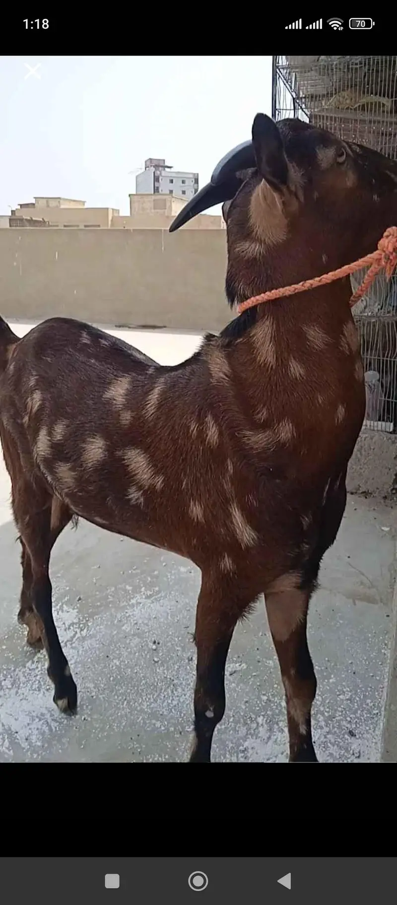 CAMMONDO PRINT TEEDY GOAT — photo 3