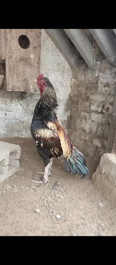 aseel murga