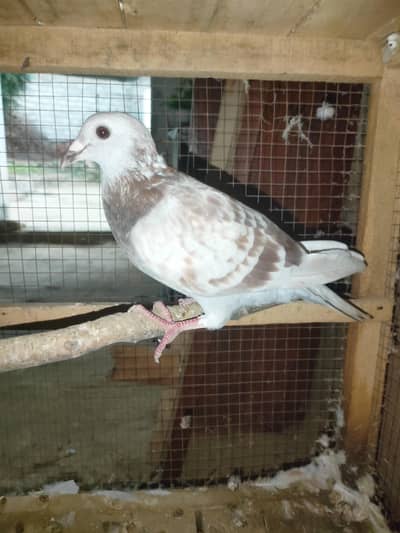 Pigeon for sale