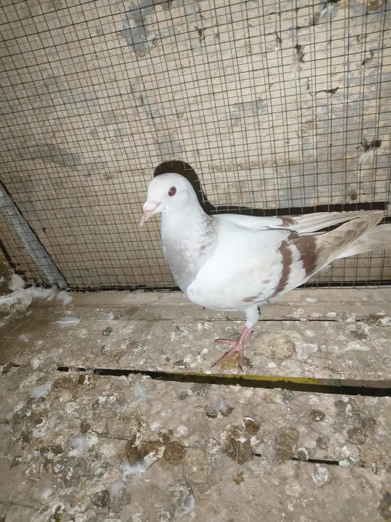 Pigeon for sale — photo 2