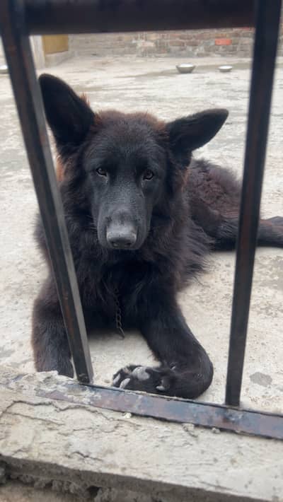 King shepherd