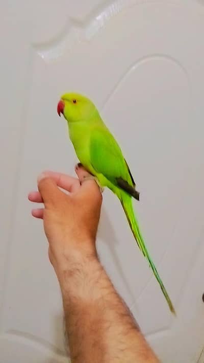 Parrot Handtame For Sale