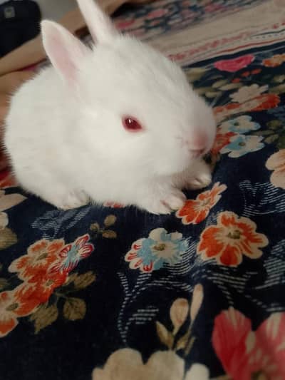 Baby Rabbits