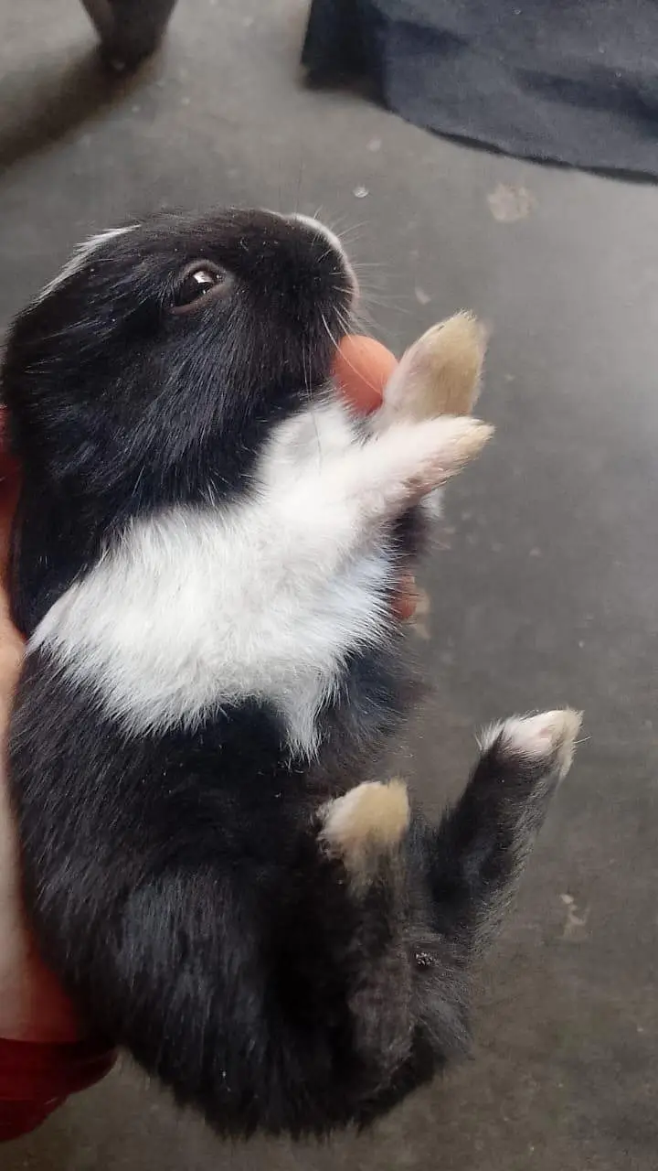 Baby Rabbits — photo 2