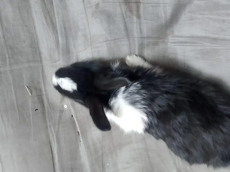 Baby Rabbits — photo 3