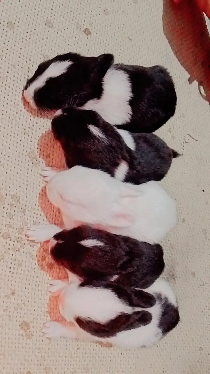 Baby Rabbits — photo 4