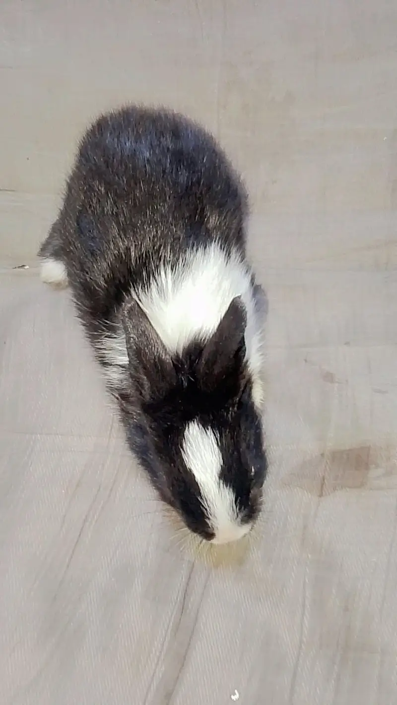 Baby Rabbits — photo 5