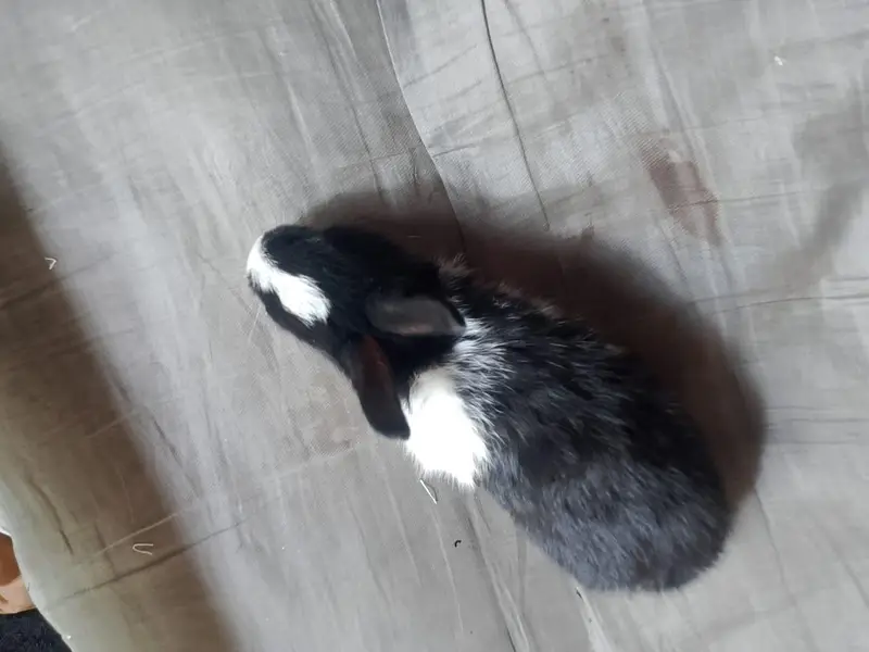 Baby Rabbits — photo 6