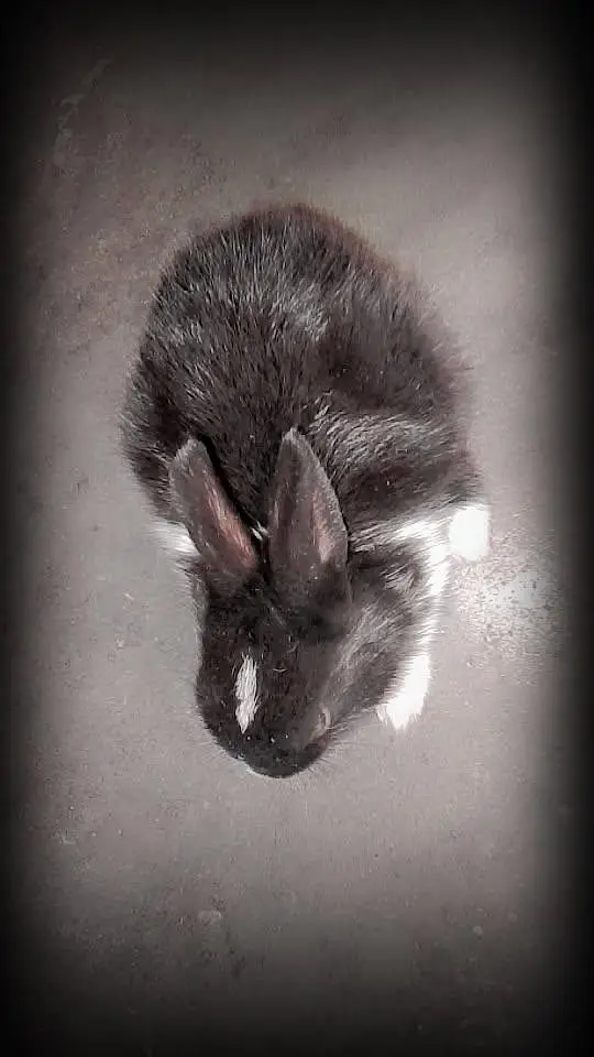 Baby Rabbits — photo 7