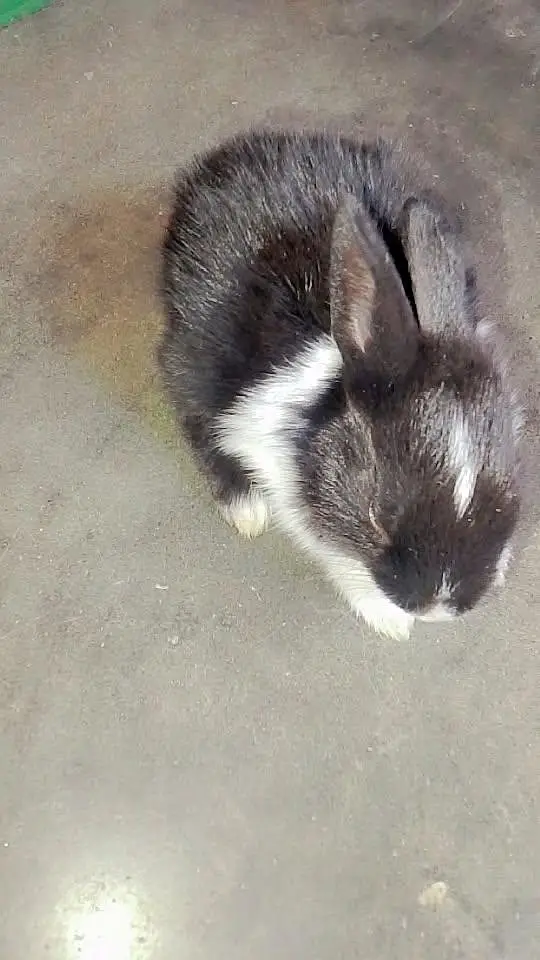 Baby Rabbits — photo 8