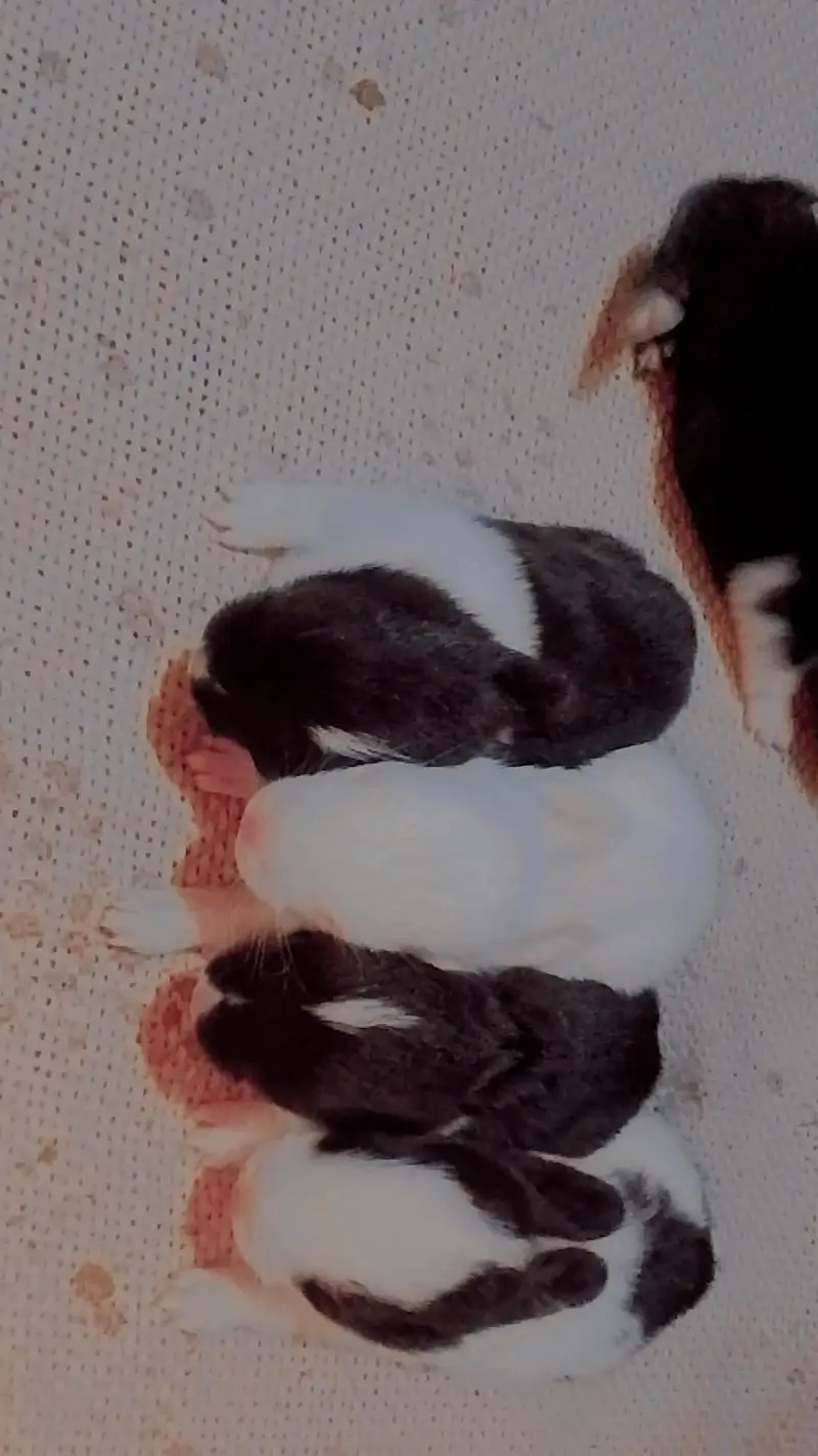 Baby Rabbits — photo 9