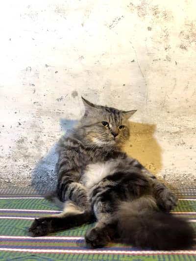 Persian Cat