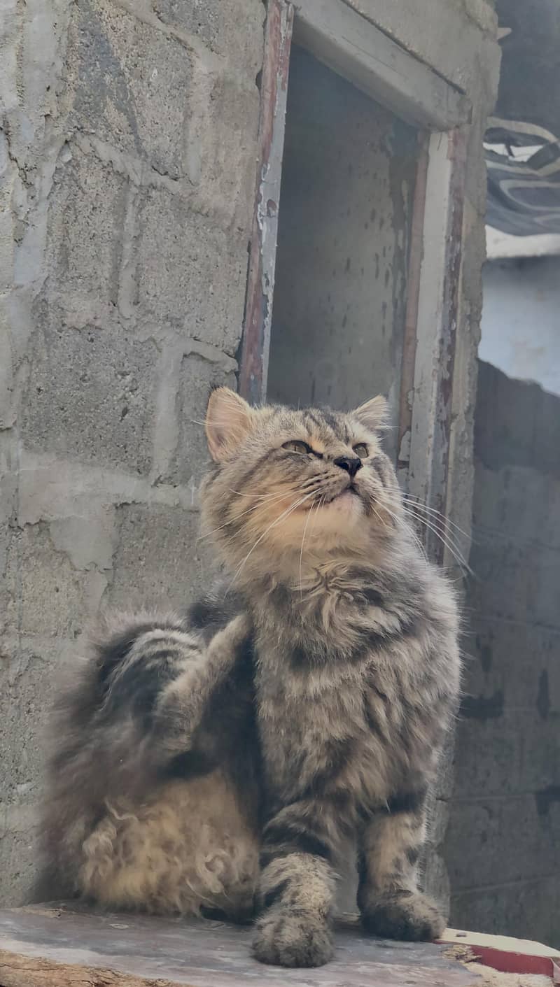 Persian Cat 1