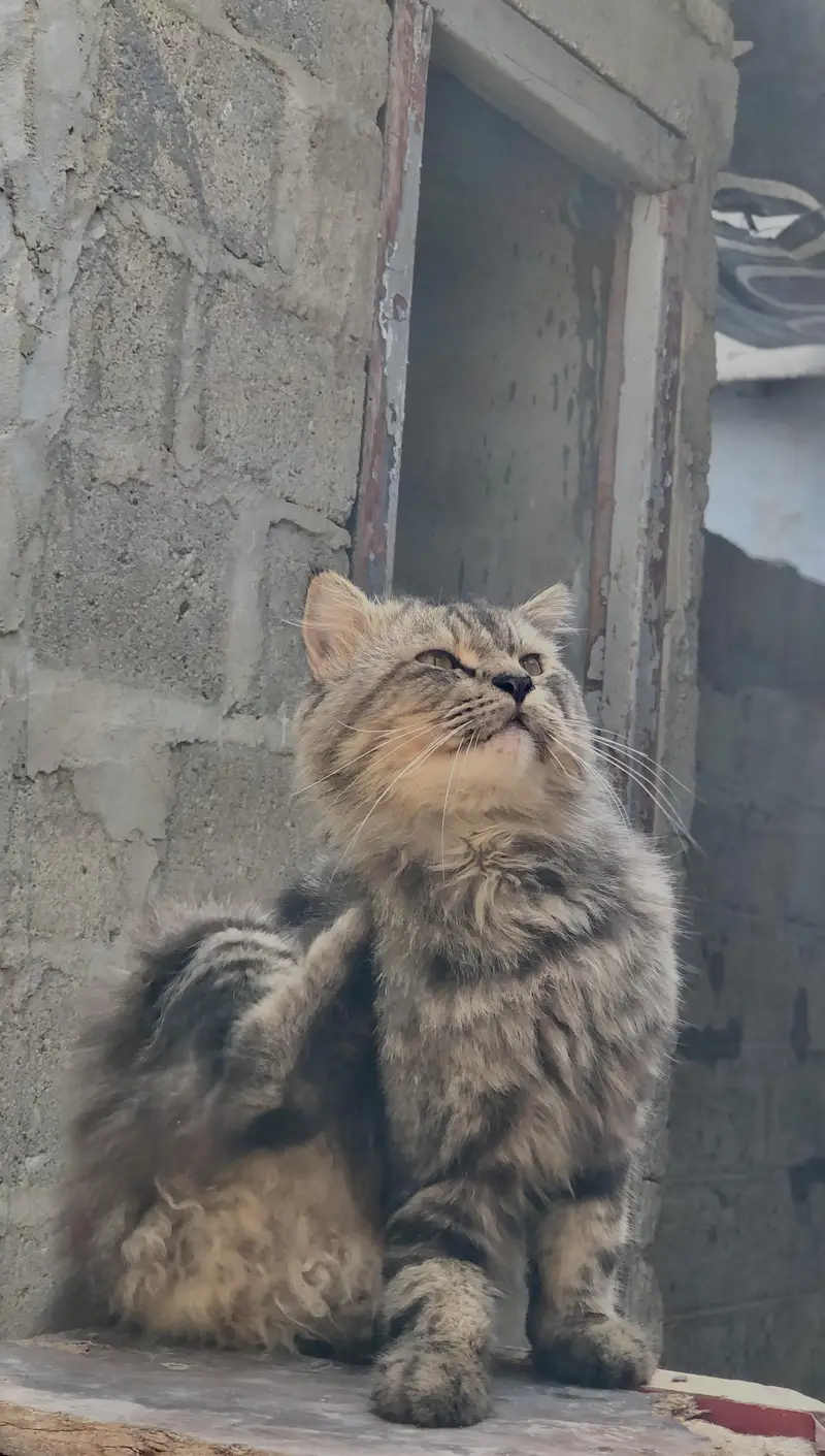 Persian Cat — photo 2