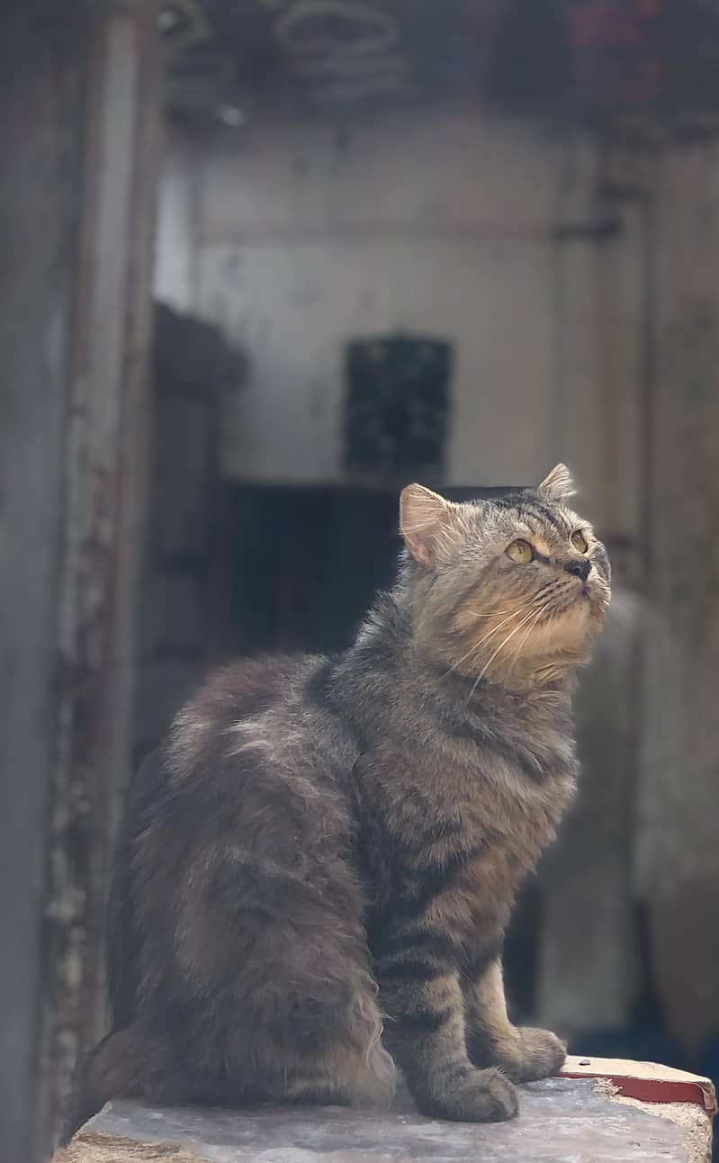 Persian Cat 2