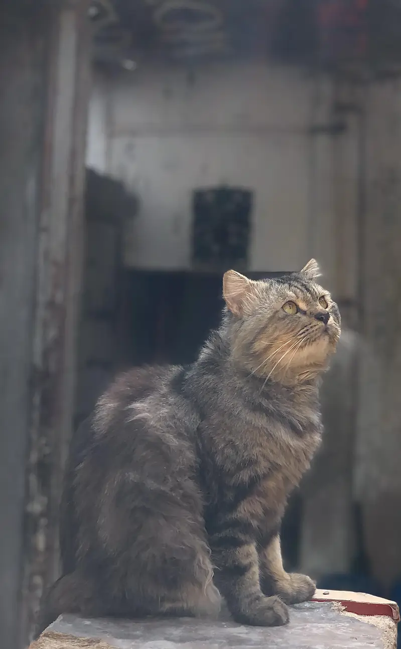 Persian Cat — photo 3