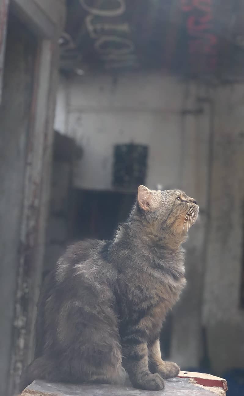 Persian Cat 3