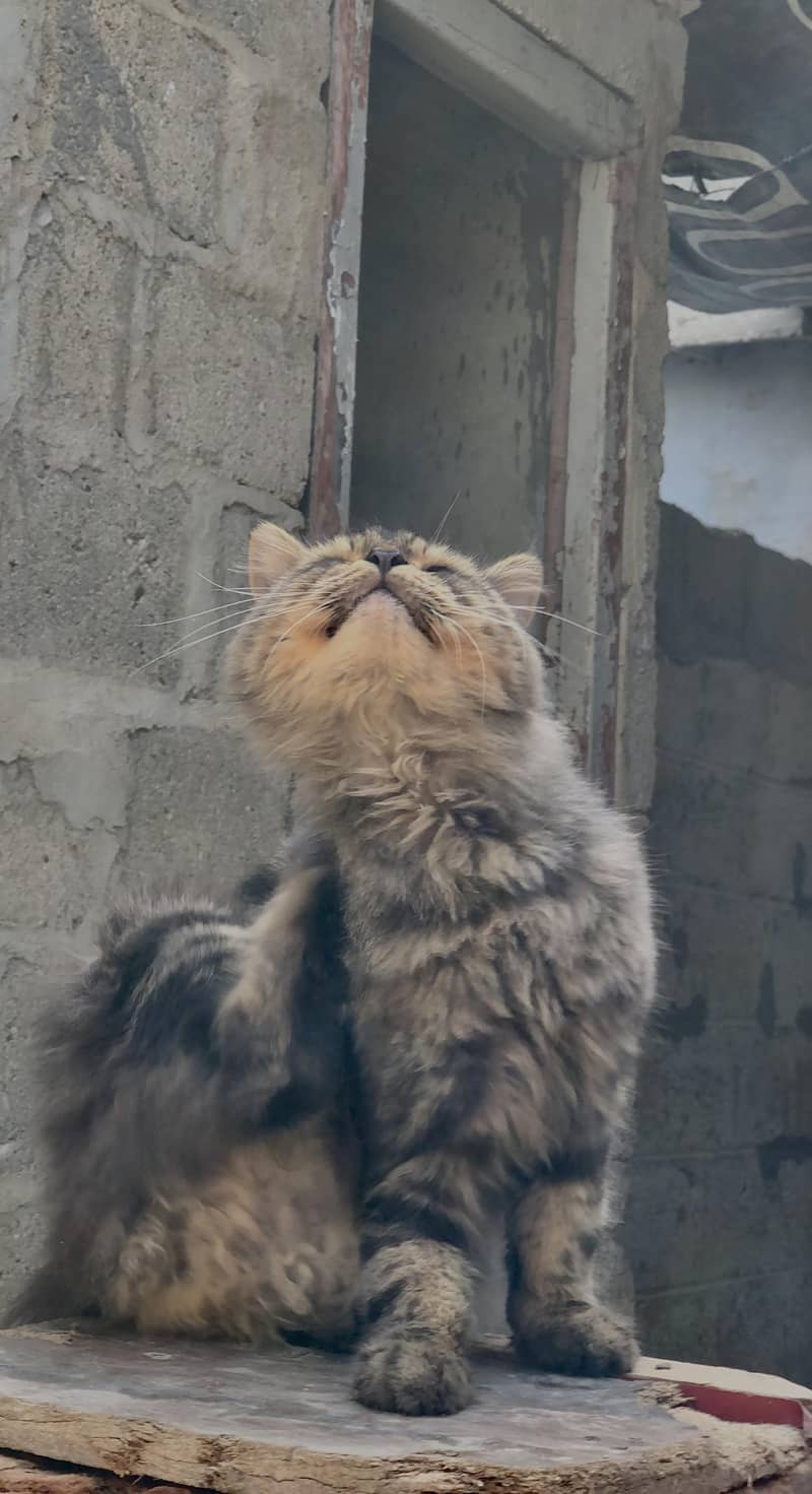 Persian Cat 4