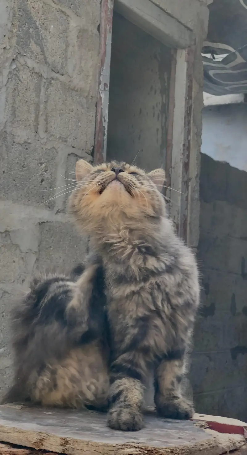Persian Cat — photo 5