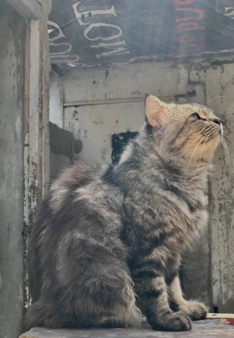 Persian Cat 5