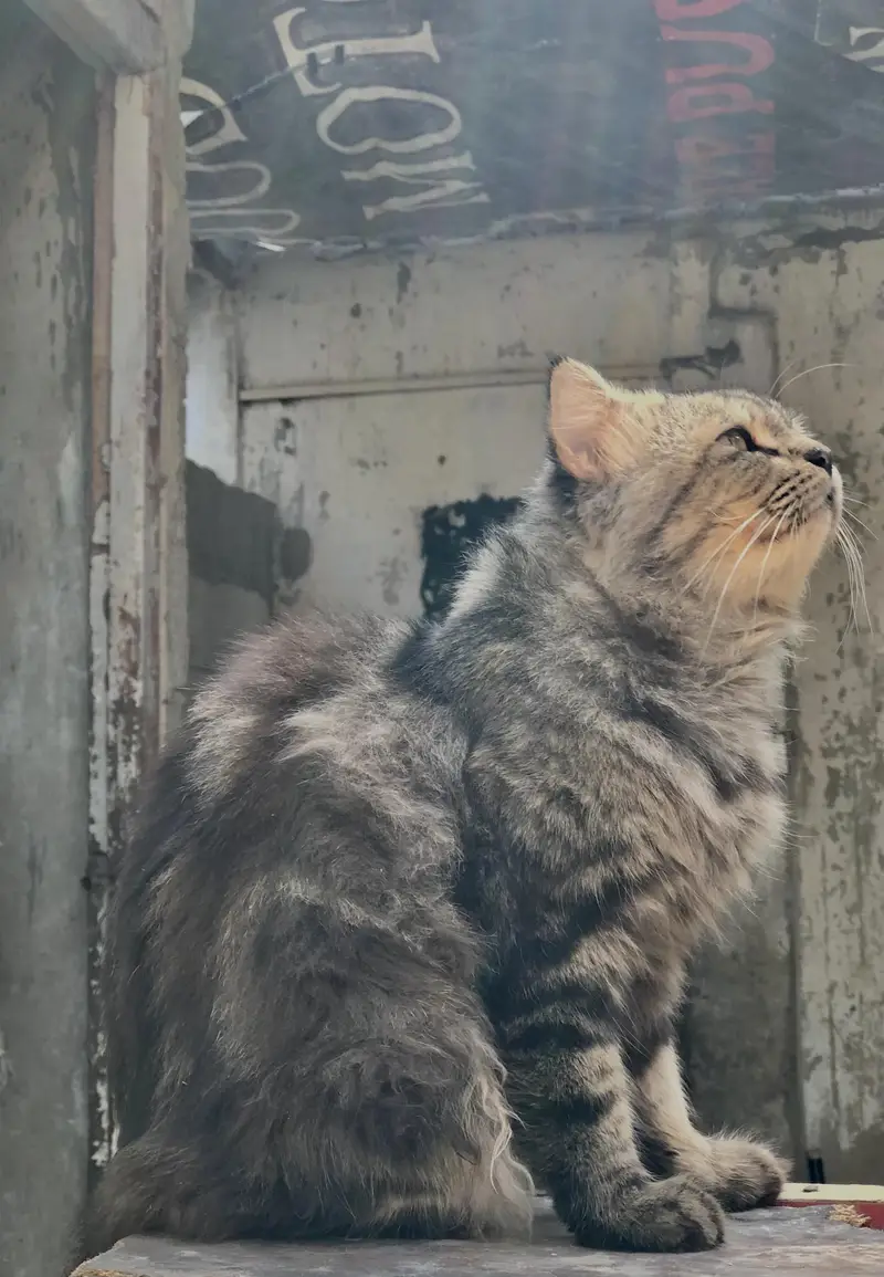 Persian Cat — photo 6