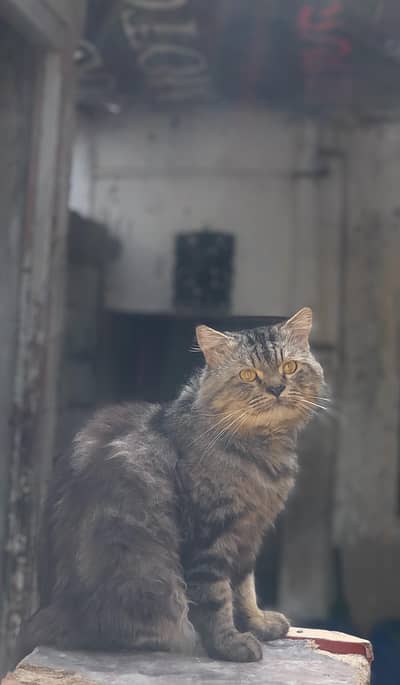 Persian Cat 03148413298