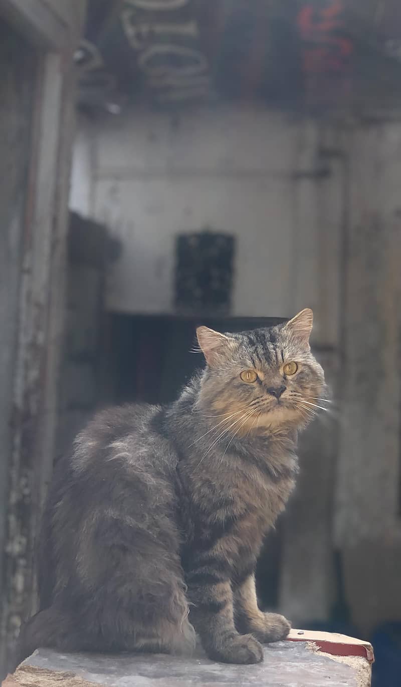 Persian Cat 6