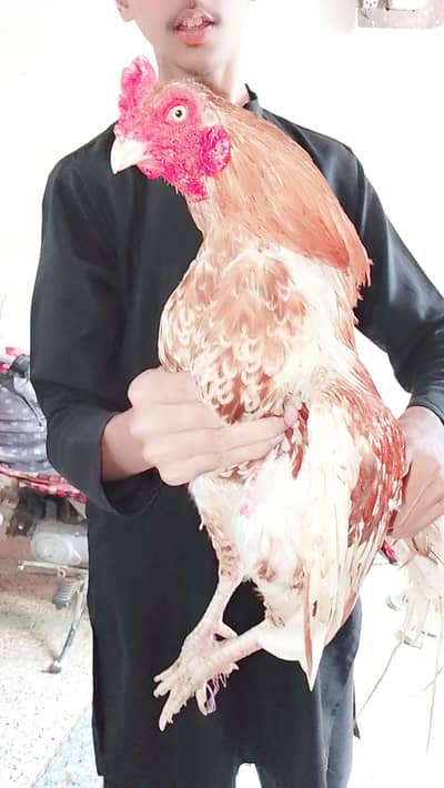 murwane wali nasl ka narangi color mein hai