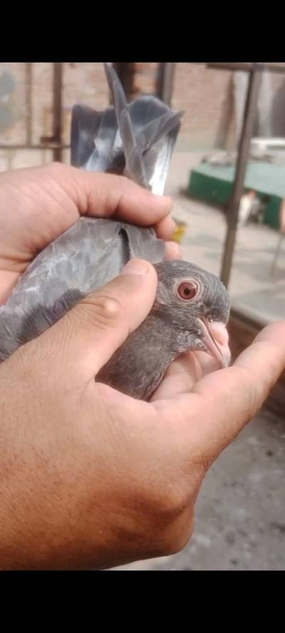 high-flying pigeon chicks for sale