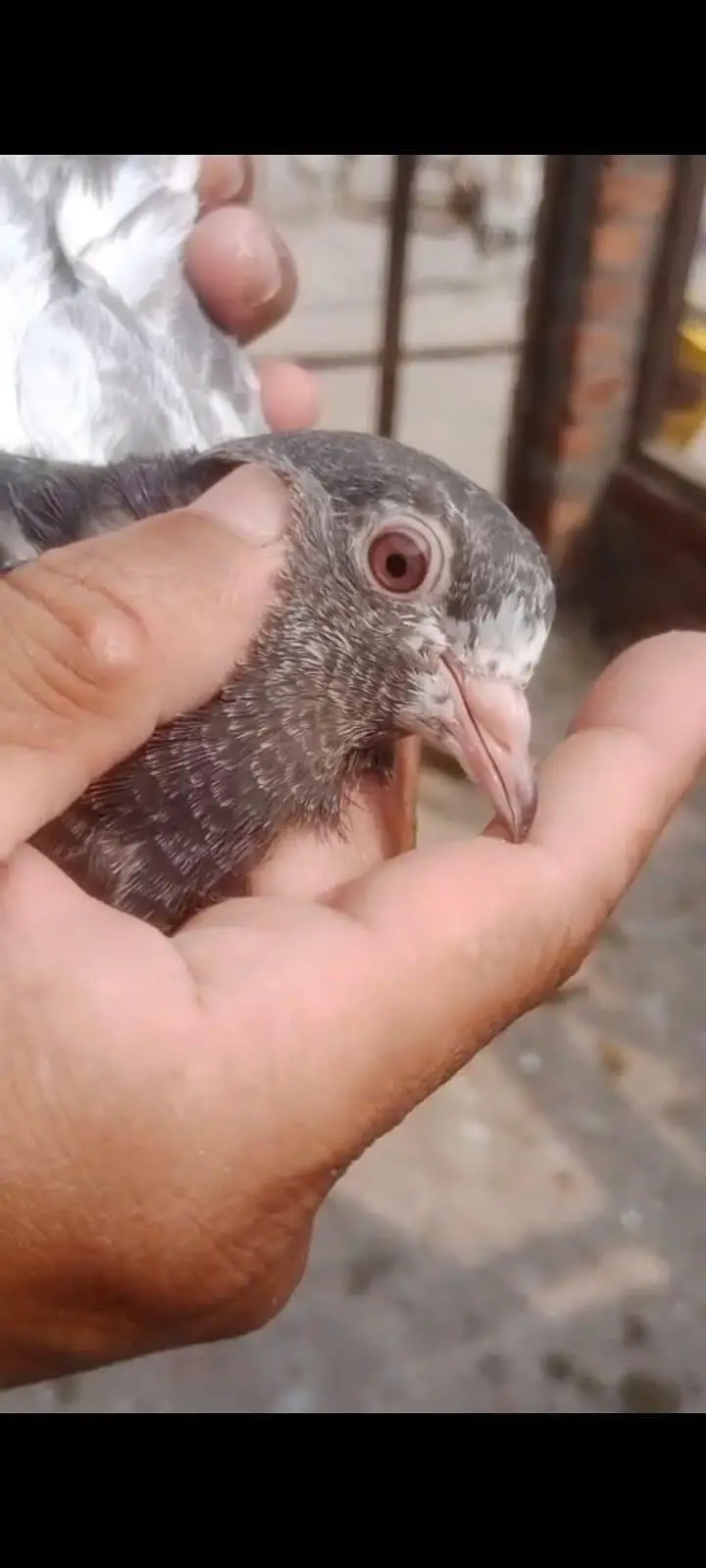 high-flying pigeon chicks for sale — photo 2