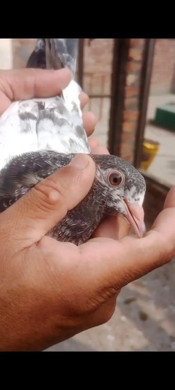 high-flying pigeon chicks for sale — photo 3