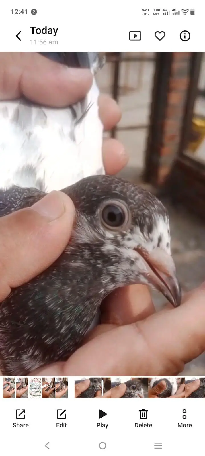 high-flying pigeon chicks for sale — photo 4